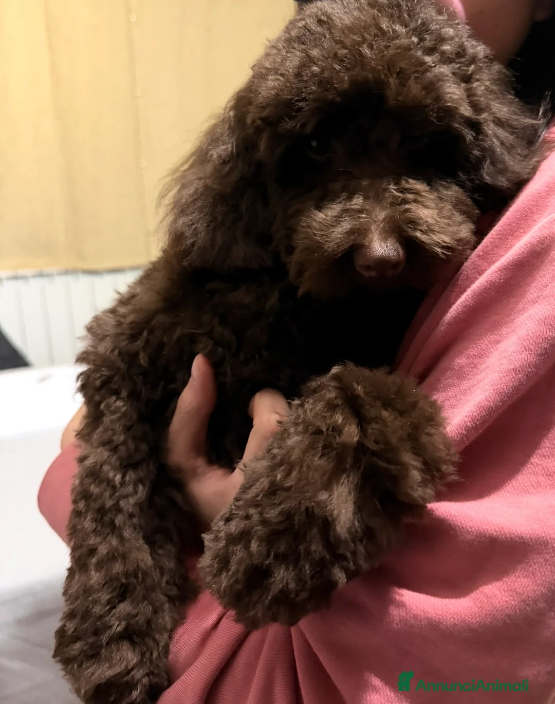 Barboncino Toy cani in vendita: Barboncino toy maschio chocolate 6 mesi  - Annuncio 1