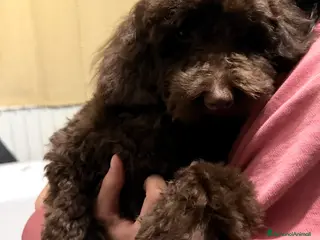 Barboncino Toy cani Barboncino toy maschio chocolate 6 mesi - Annuncio 36