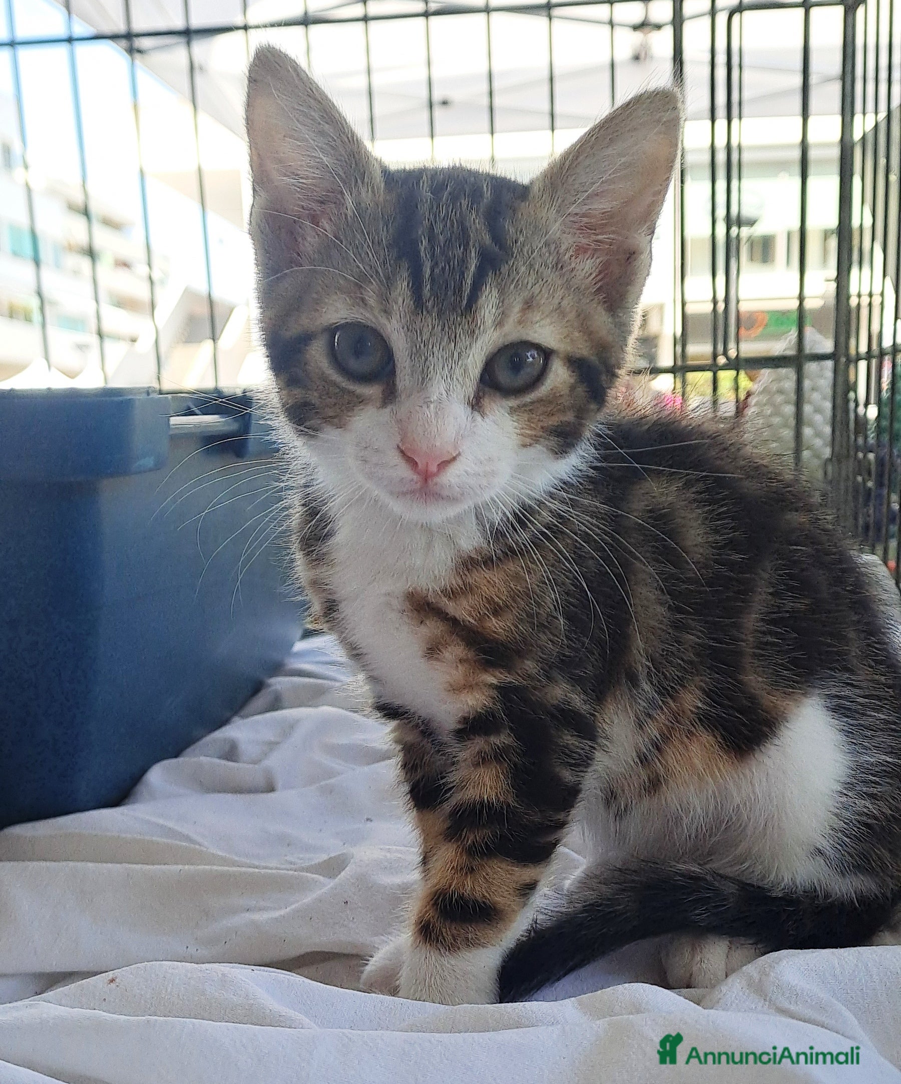 Altre razze gatti Pardino e Zebrina, due mesi, dolcissimi  a Città metropolitana di Roma Capitale - Annuncio 12