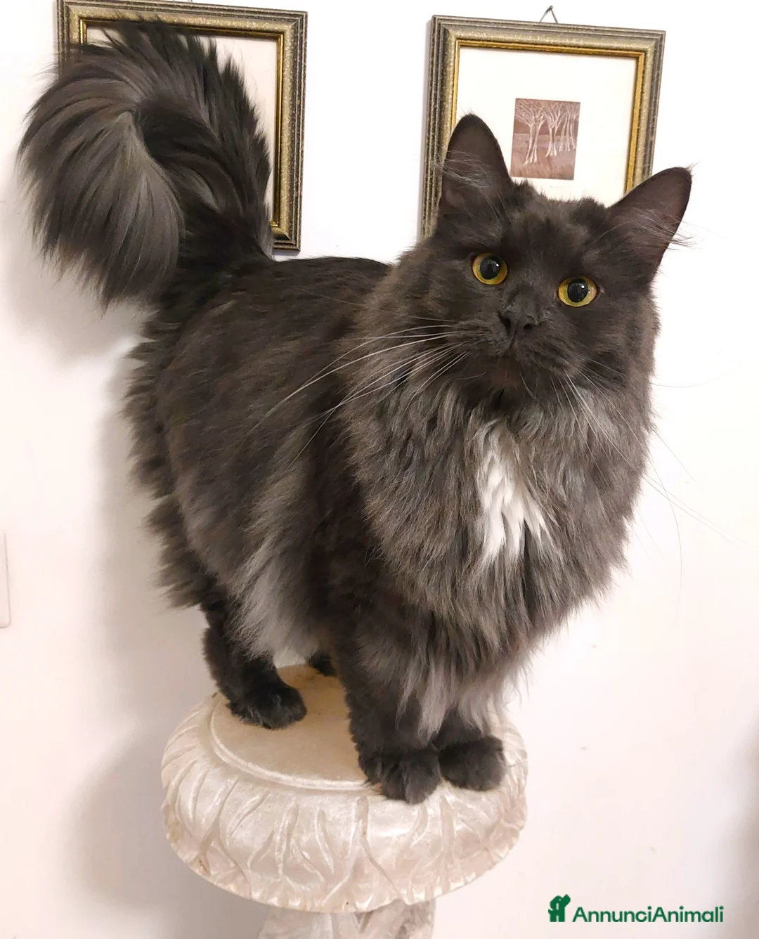 Siberiano gatti in vendita: Sorelline siberiane, due anni cercano casa insieme - Annuncio 2