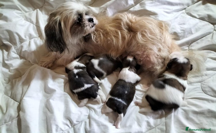 Shih Tzu cani a Città metropolitana di Roma Capitale - Annuncio 4