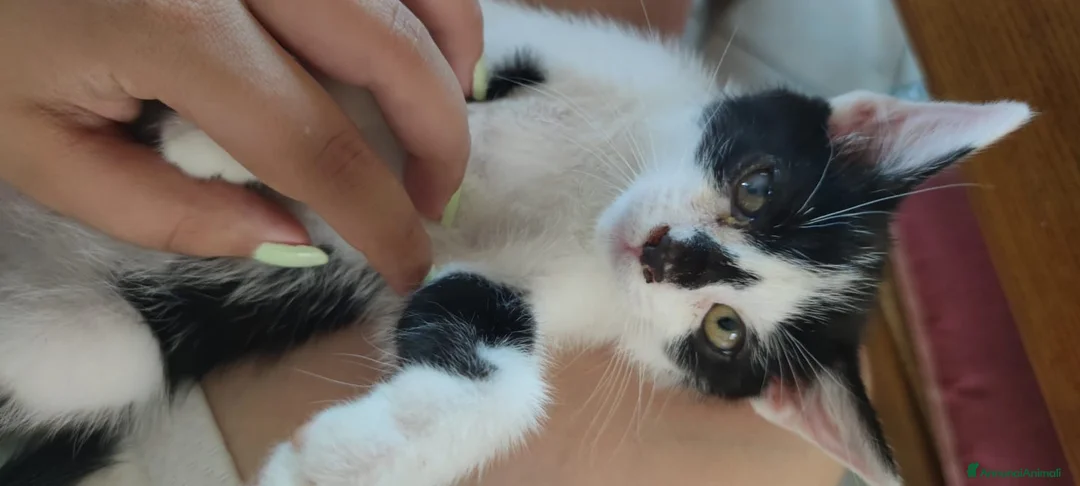 Altre razze gatti in regalo: Gattine in regalo! 📍VCO, Piemonte - Annuncio 6