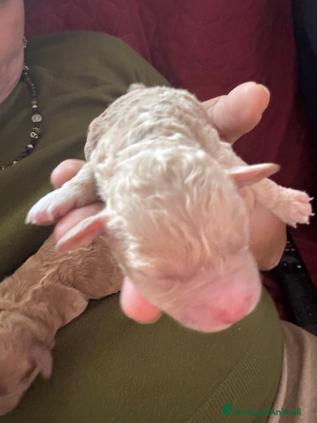 Barboncino cani in vendita: Cucciolata barboncini nani - Annuncio 3