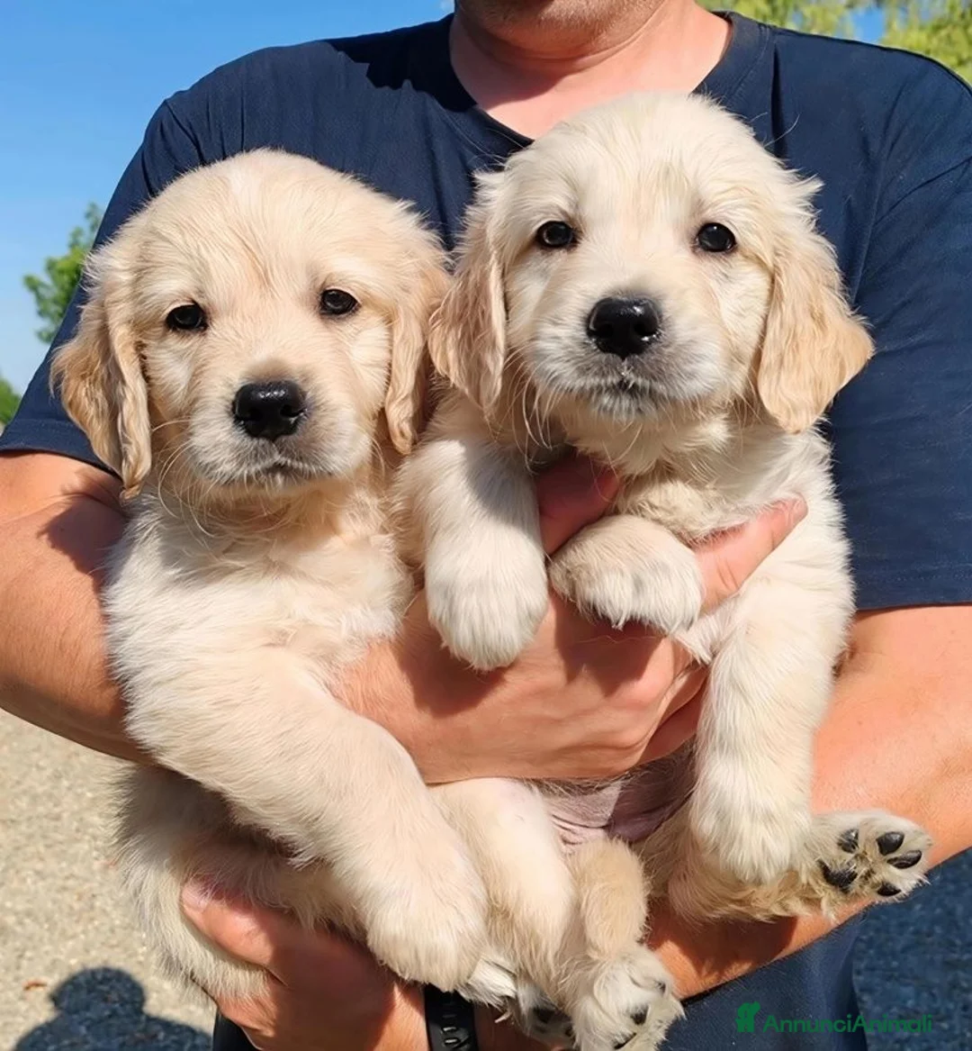 Golden Retriever cani in vendita: GOLDEN CON PEDIGREE ENCI - Annuncio 3