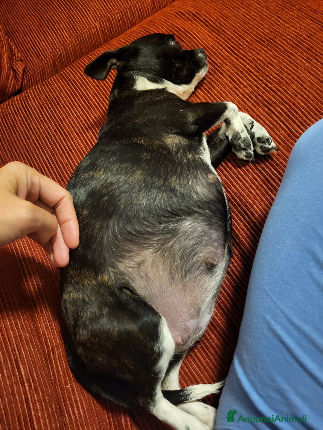 Meticcio cani in vendita: Vendo  - Annuncio 6