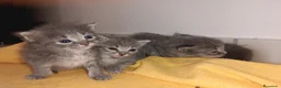 Certosino gatti in vendita: Gattini  - Annuncio 12