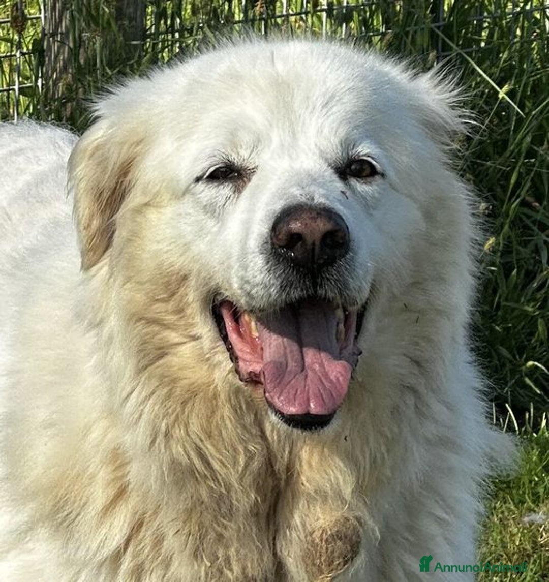 Pastore Maremmano cani in regalo: Vittoria, la maremmana che sorride a Provincia di Latina - Immagine 7
