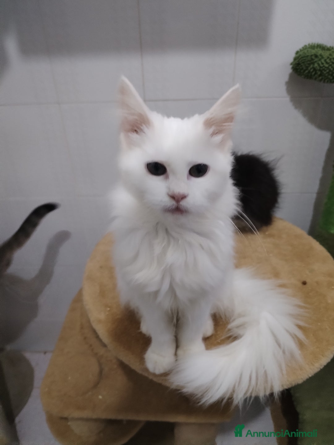 Maine Coon gatti in vendita: Maine coon  - Annuncio 2