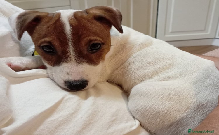 Jack Russell cani a Provincia di Ravenna - Annuncio 2