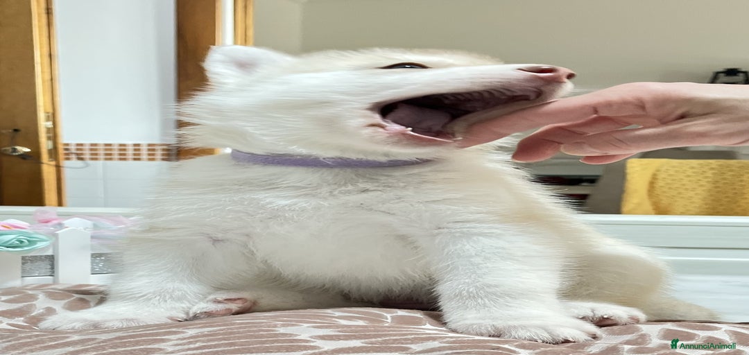 Immagine della galleria {{count}}