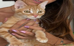 Europeo gatti in regalo: MIELE, di nome e di fatto 3/4 mesi - Immagine 5