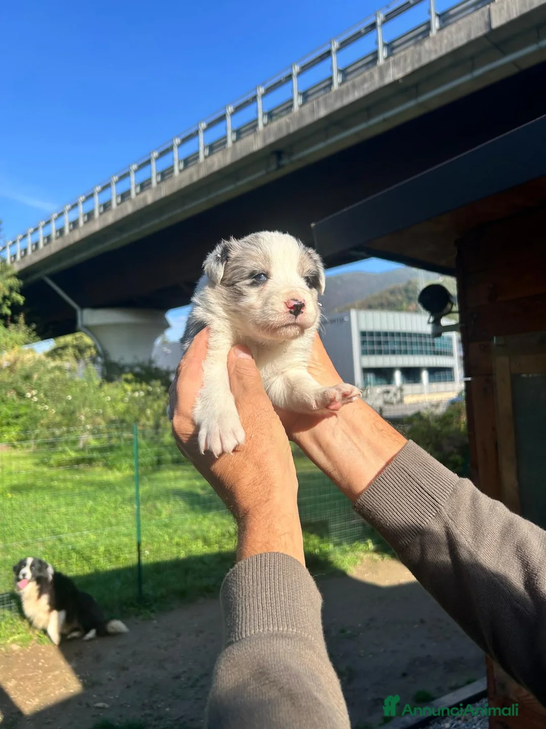 Border Collie cani in vendita: Vendo - Annuncio 2