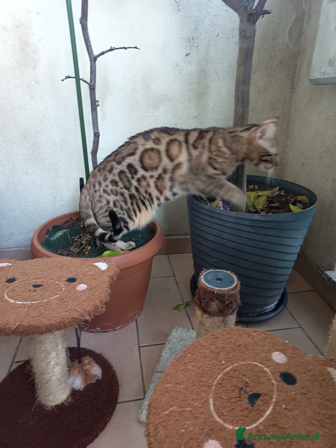 Bengala gatti in vendita: feminuccia Bengala  - Annuncio 4