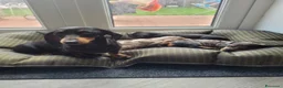 Bassotto cani in vendita: Bassotti Nani - Annuncio 8