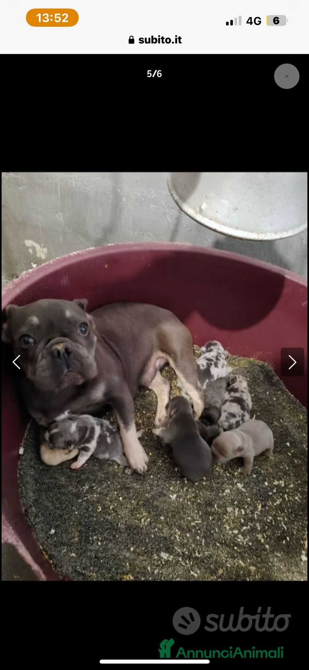 Bulldog Francese cani in vendita: Bulldog francese  - Annuncio 7