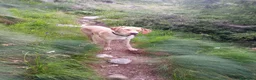 Meticcio cani in vendita: Cesare a Provincia di Monza e della Brianza - Annuncio 1