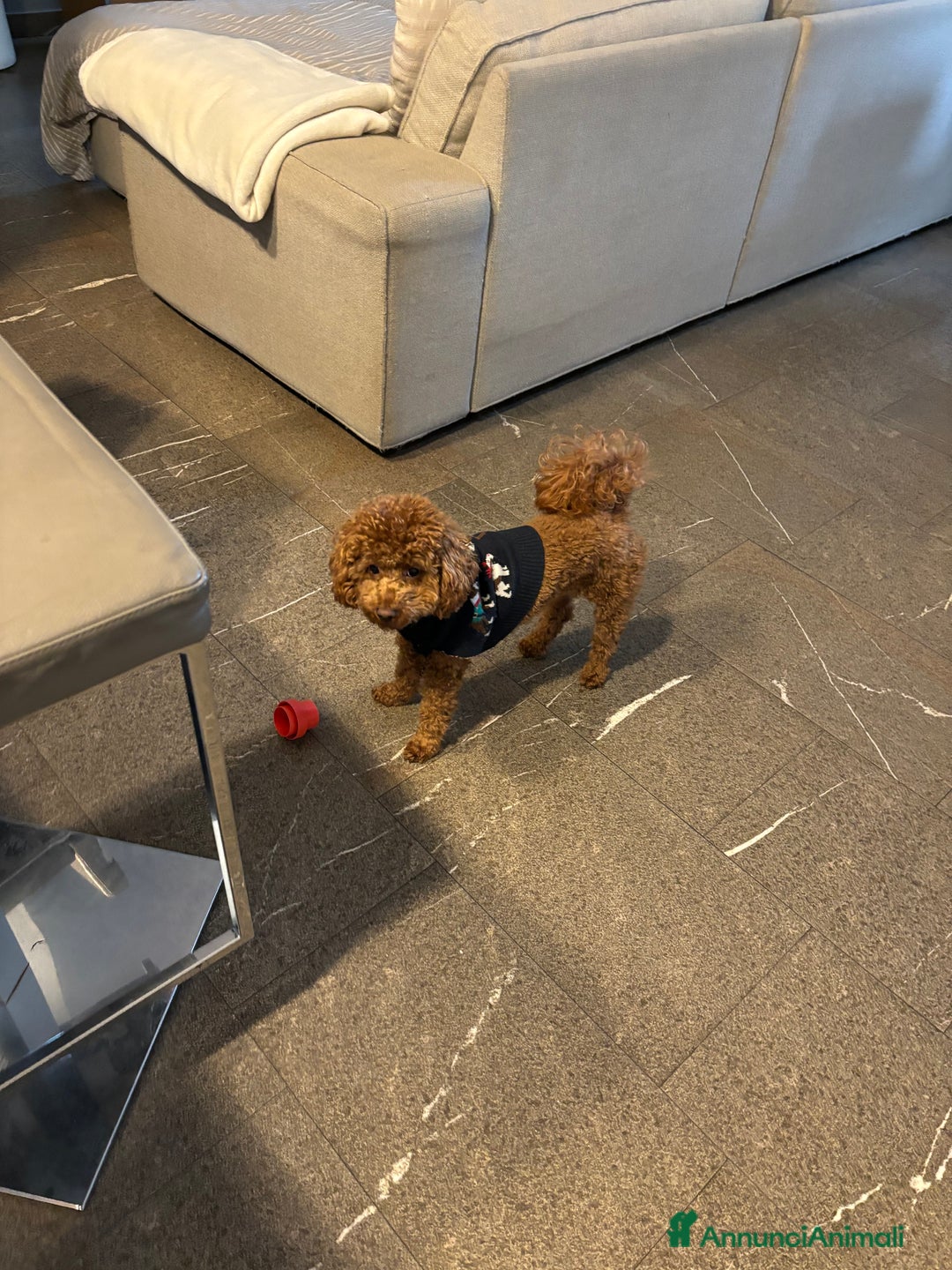 Barboncino Toy cani per accoppiamento: Barboncino toy red disponibile per accoppiamento  a Provincia di Rimini - Annuncio 4