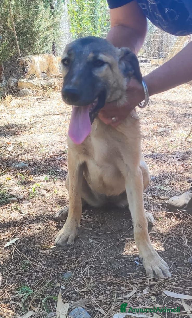 Meticcio gatti Lupetta 6mese IN RECINTO A PANE SECCO,URGENTE.SUD - Annuncio 6