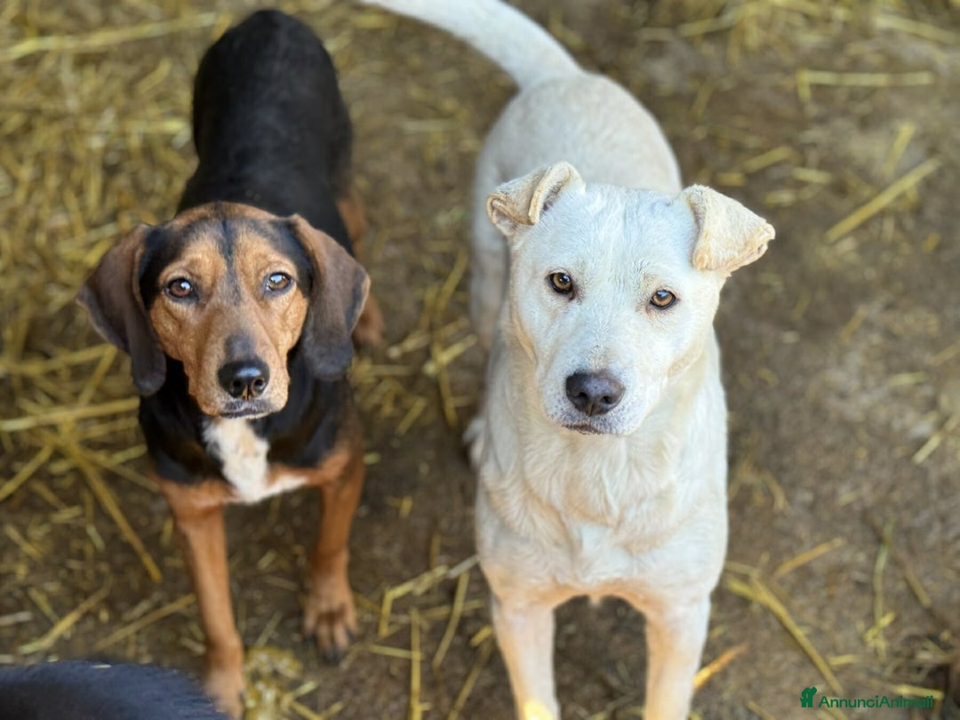 Meticcio cani in regalo: BLANCA & BLESS, mamma e figlia cercano amore. - Annuncio 11