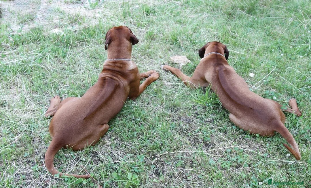 Immagine della galleria {{count}}