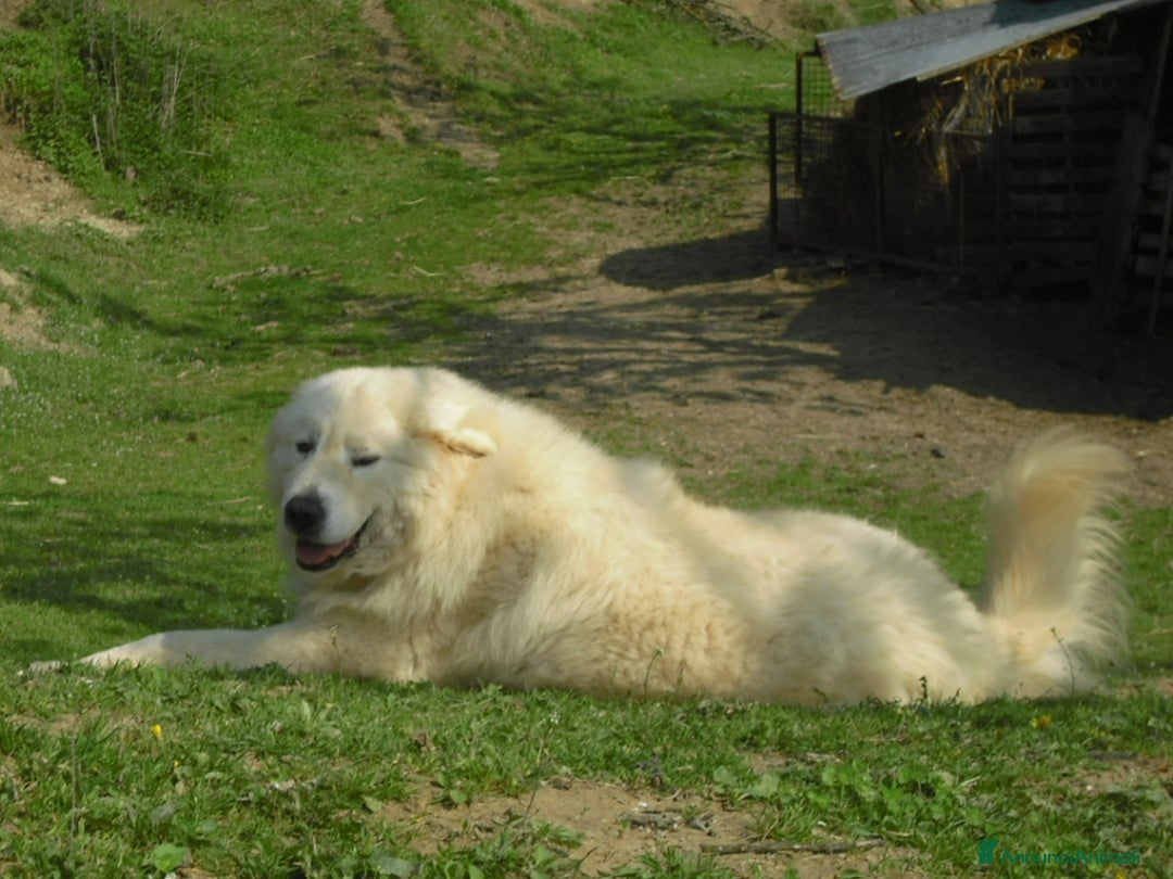 Pastore Maremmano cani in vendita: cuccioli di pastore maremmano abruzzese  - Annuncio 18