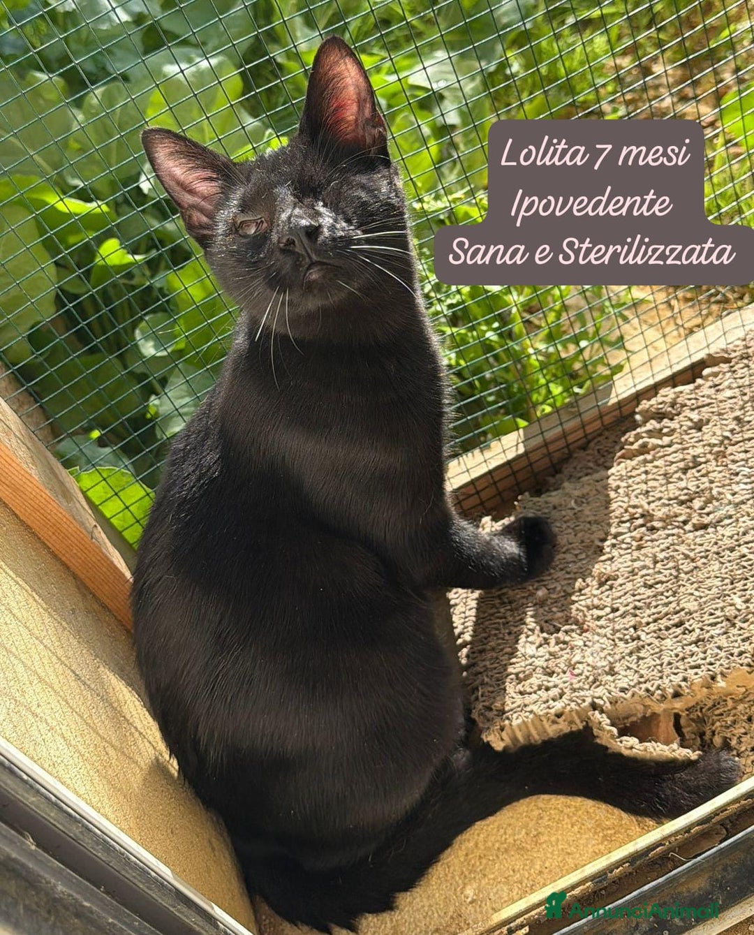 Altre razze gatti in regalo: Gattini desiderosi di trovare famiglia  - Annuncio 12