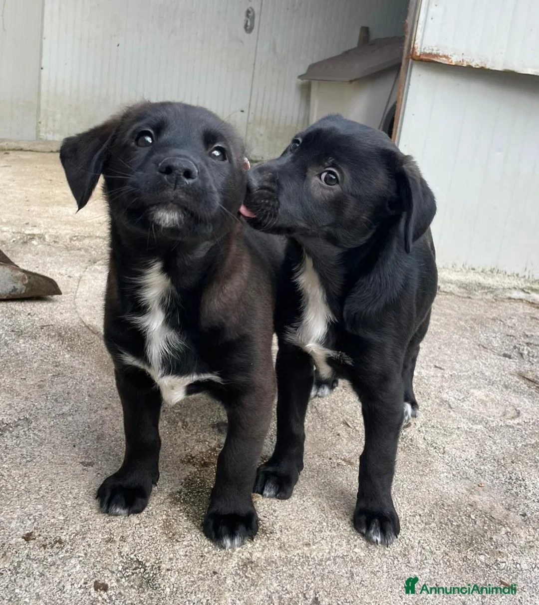 Labrador cani in regalo: LA FANTASTICA VITTO - Annuncio 6