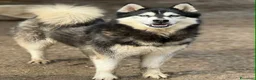 Husky cani in regalo: ECHO, HUSKY bella da togliere il fiato! - Annuncio 2