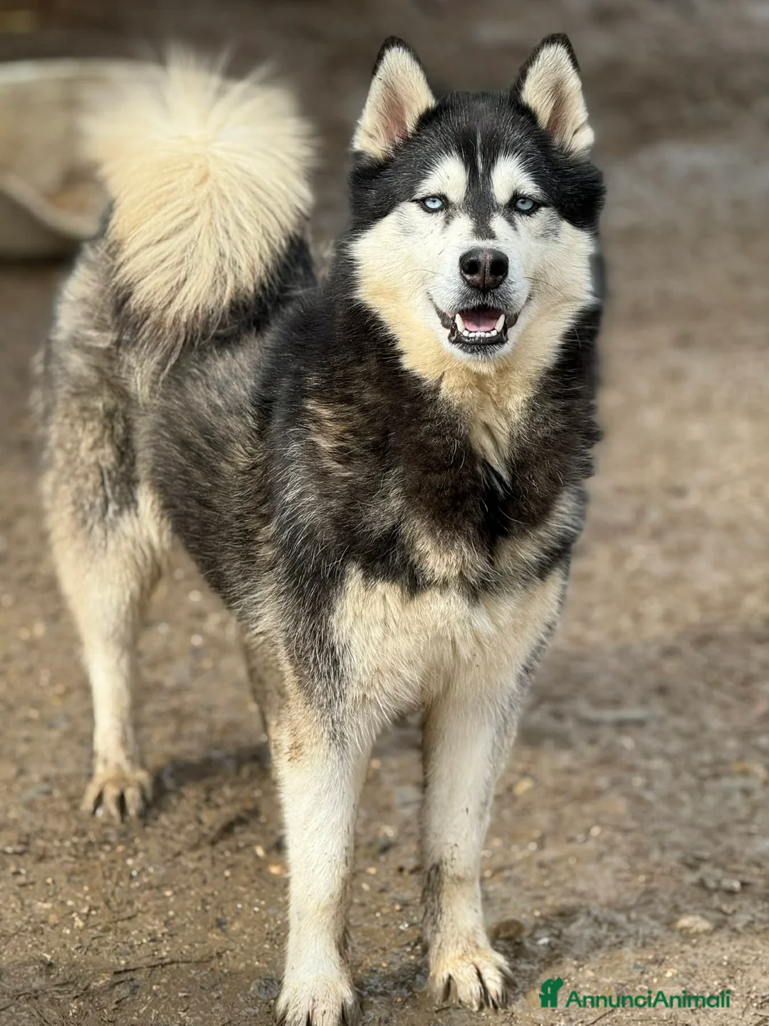 Husky cani in regalo: ECHO, HUSKY bella da togliere il fiato! - Annuncio 2
