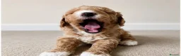 Meticcio cani in vendita: 2 adorabili cuccioli di Cavapoo - Annuncio 6