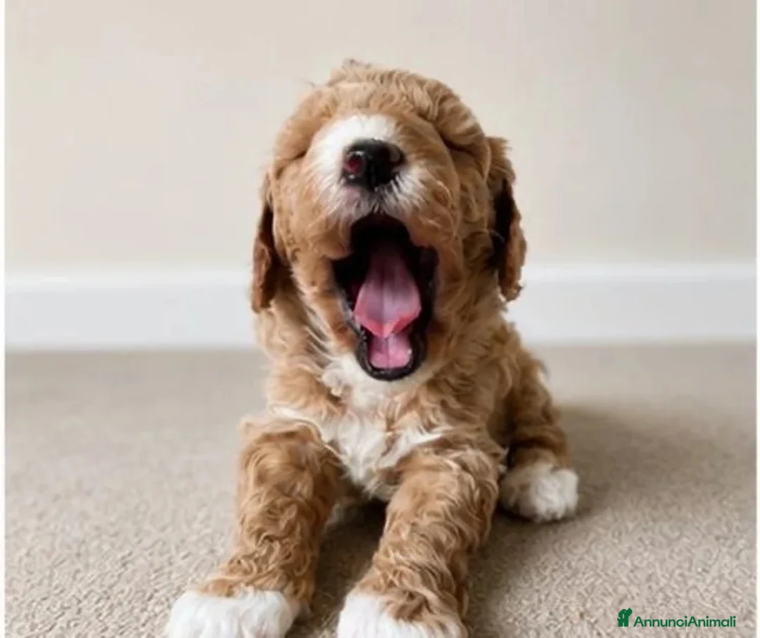 Meticcio cani in vendita: 2 adorabili cuccioli di Cavapoo - Annuncio 2