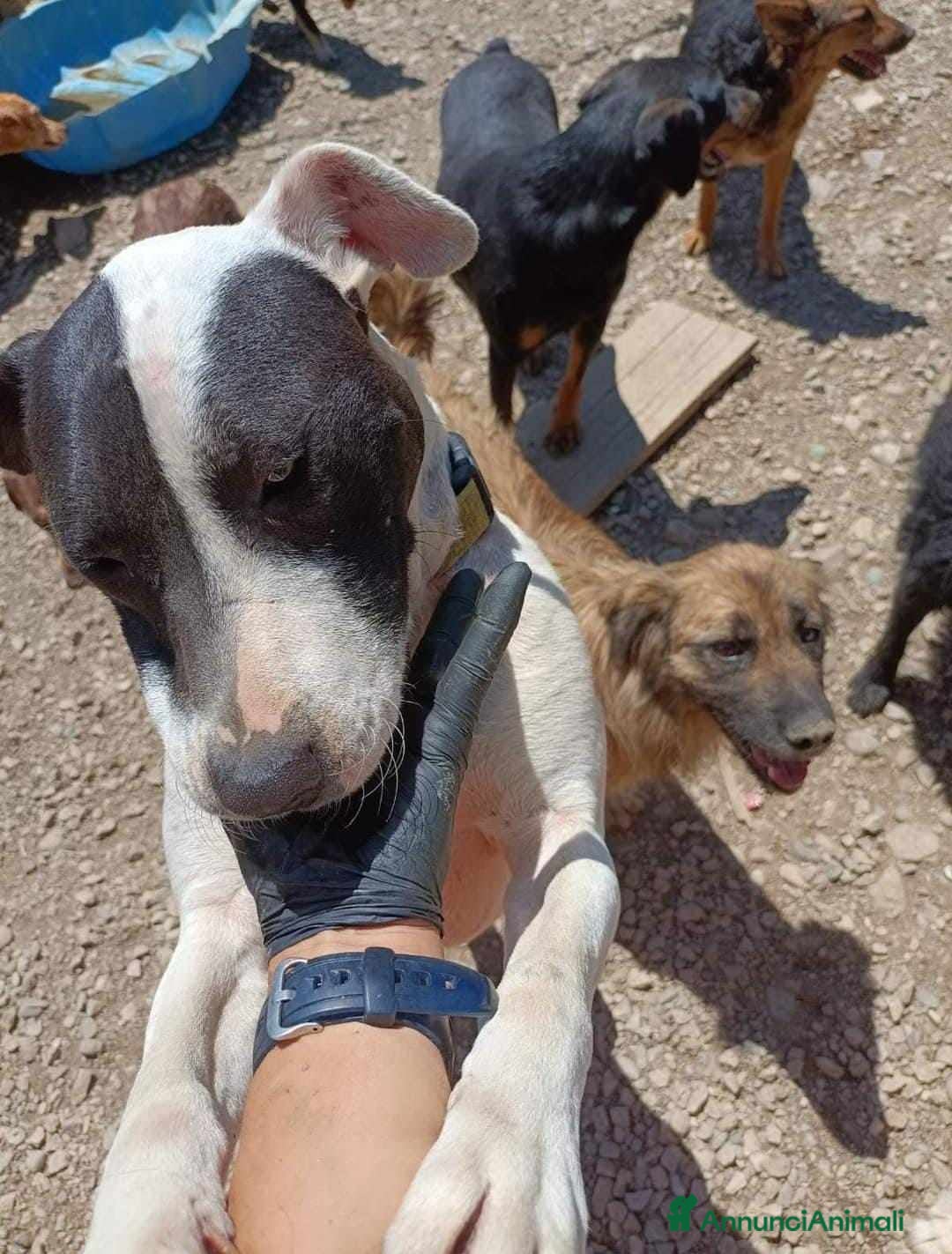 Meticcio cani in regalo: SPYKE, mix AMSTAFF super affettuoso - Annuncio 7