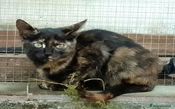 Meticcio gatti in regalo: Gattini - Annuncio 5