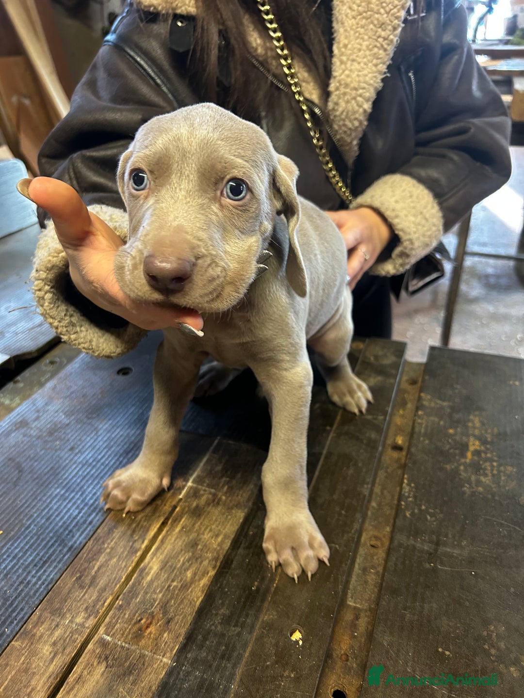 Weimaraner cani in vendita: Cuccioli di Weimaraner - Annuncio 6