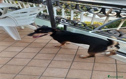 Segugio cani in regalo: Regalo cucciolo  - Immagine 4