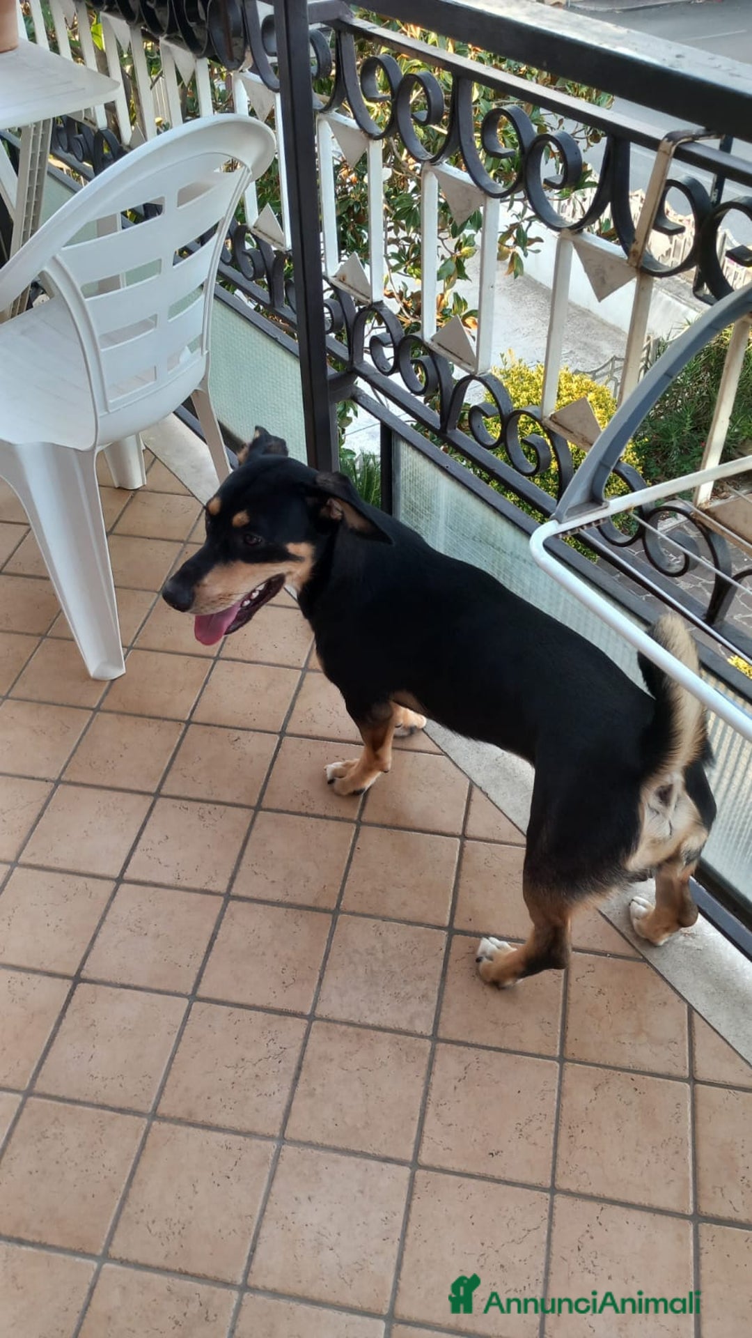 Segugio cani in regalo: Regalo cucciolo  - Immagine 4