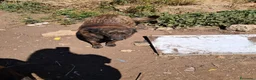 Meticcio cani in regalo: ADOZ.DEL💔:mamma e figlia abbandonate in recinto!! a Città Metropolitana di Bologna - Annuncio 3