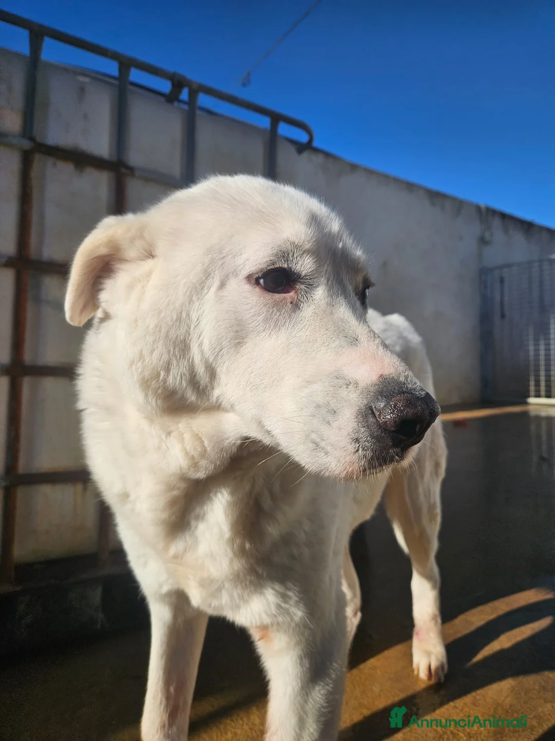 Meticcio cani in regalo: Consuelo: dolce, equilibrata, socievole  a Città Metropolitana di Genova - Annuncio 10