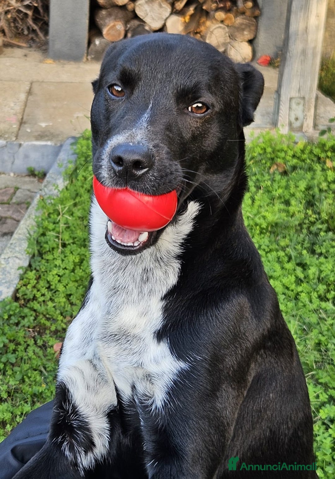 Meticcio gatti in regalo: MICKY ASPETTA UNA MAMMA  - Annuncio 1