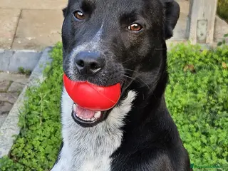 Meticcio gatti MICKY ASPETTA UNA MAMMA - Annuncio 32