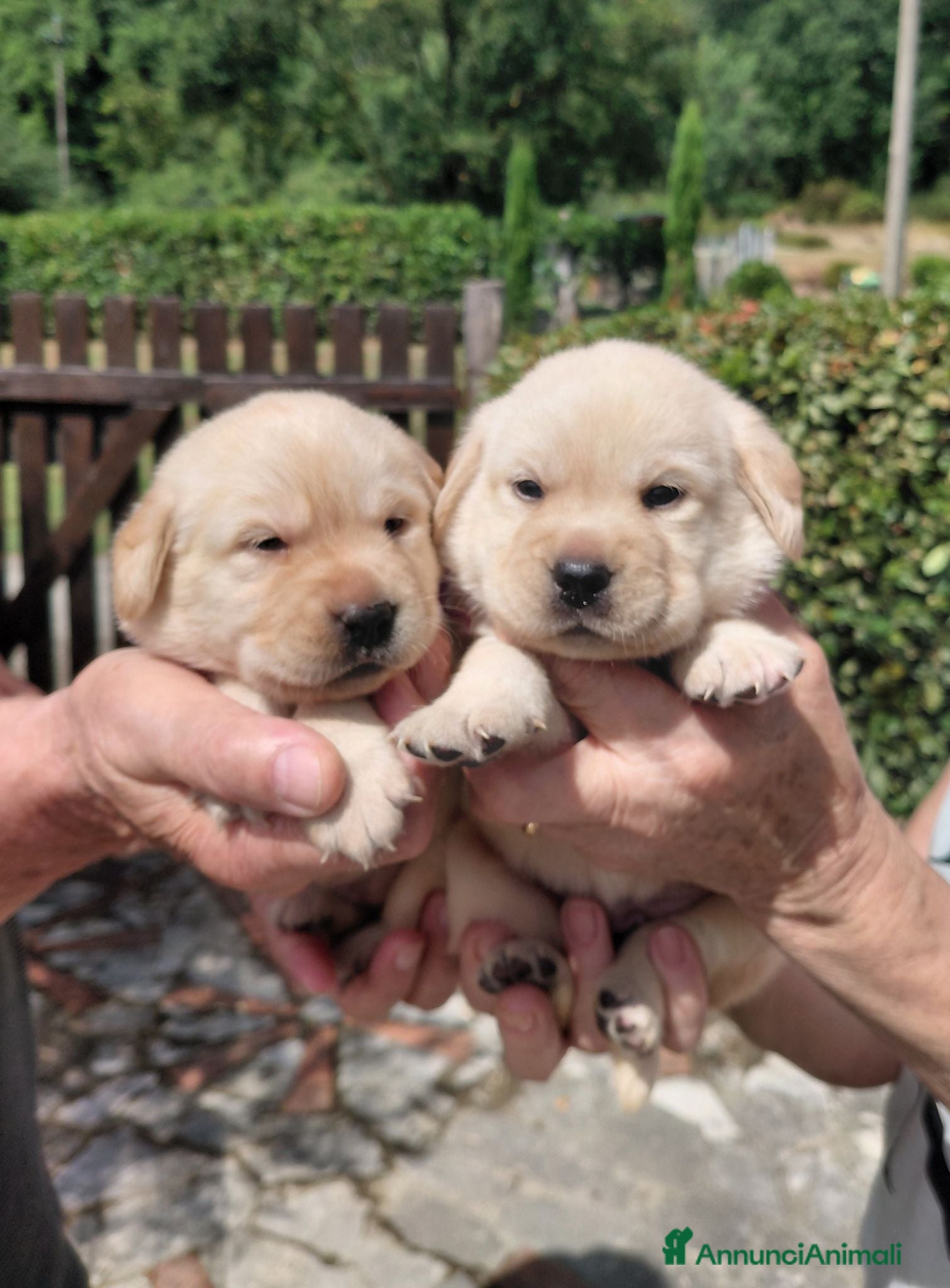 Labrador cani Cuccioli labrador gialli - Annuncio 2