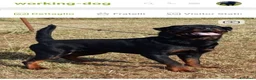 Rottweiler cani in vendita: Cuccioli rottweiler  - Annuncio 7