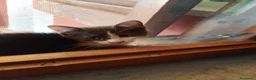 Europeo gatti in regalo: Gattina dolce a Città metropolitana di Roma Capitale - Annuncio 1