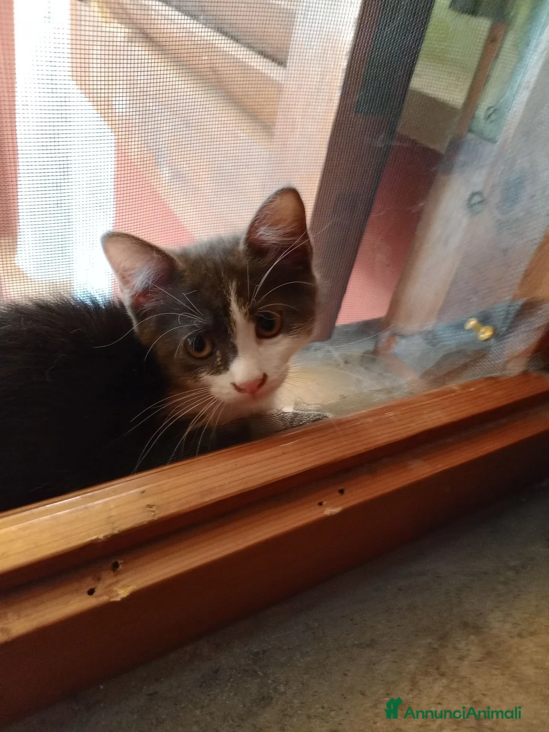 Europeo gatti in regalo: Gattina dolce a Città metropolitana di Roma Capitale - Annuncio 1