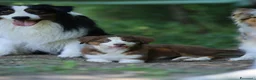 Australian Shepherd cani in vendita: Ultima cucciola Australian Shepherd con pedigree - Annuncio 2