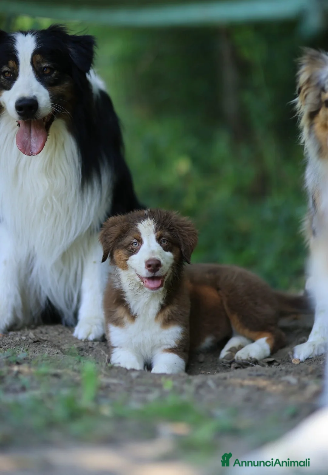 Australian Shepherd cani in vendita: Ultima cucciola Australian Shepherd con pedigree - Annuncio 2