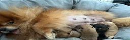 Spitz cani in vendita: Spitz di Pomerania nano a Città metropolitana di Palermo - Annuncio 2