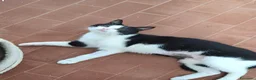 Meticcio gatti in regalo: Elettra la dolce - Annuncio 6