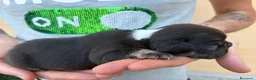 Bulldog Francese cani in vendita: Cuccioli di Bulldog Francese  a Provincia di Pistoia - Annuncio 7