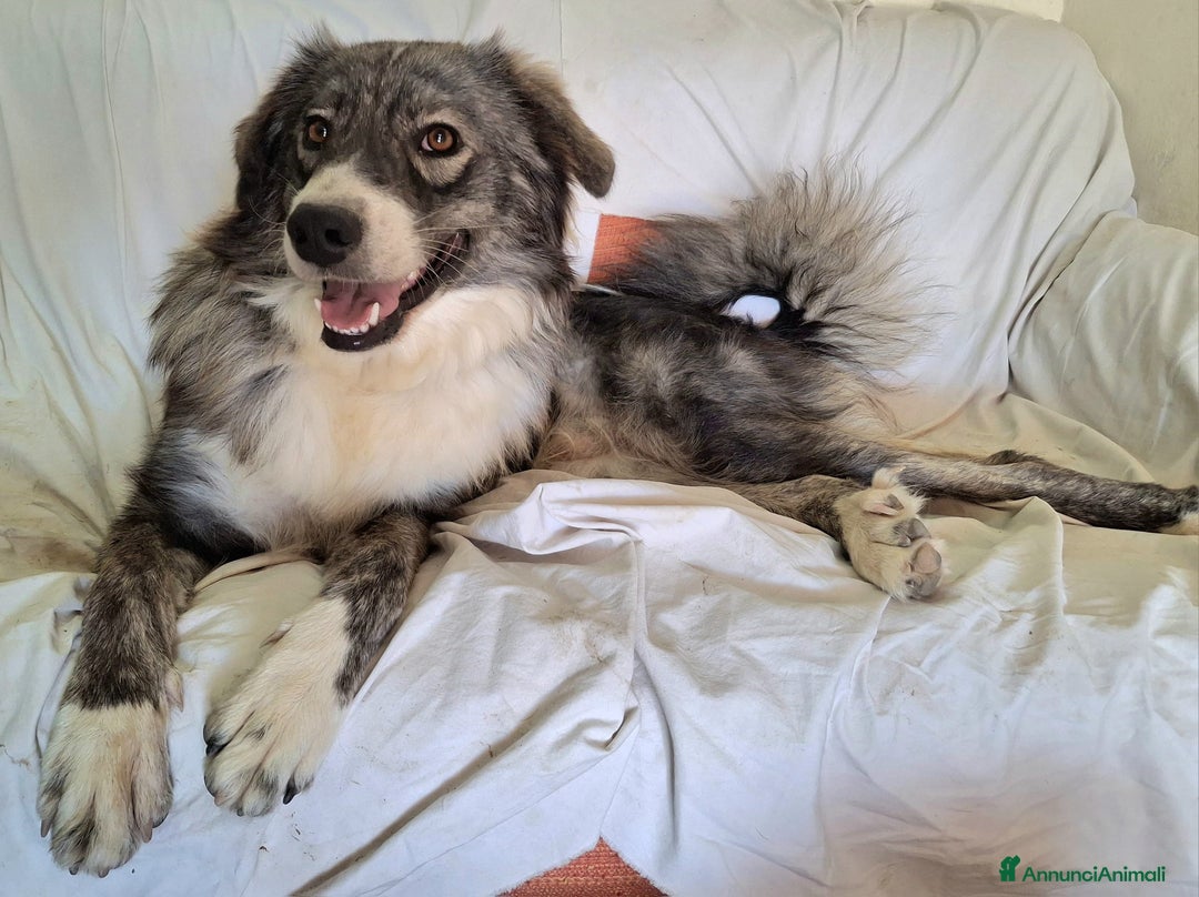 Border Collie cani in regalo: Derek 1 anno taglia media  a Città metropolitana di Palermo - Annuncio 4